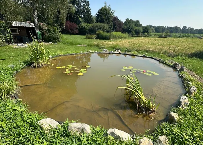 Mocvirski Tulipan