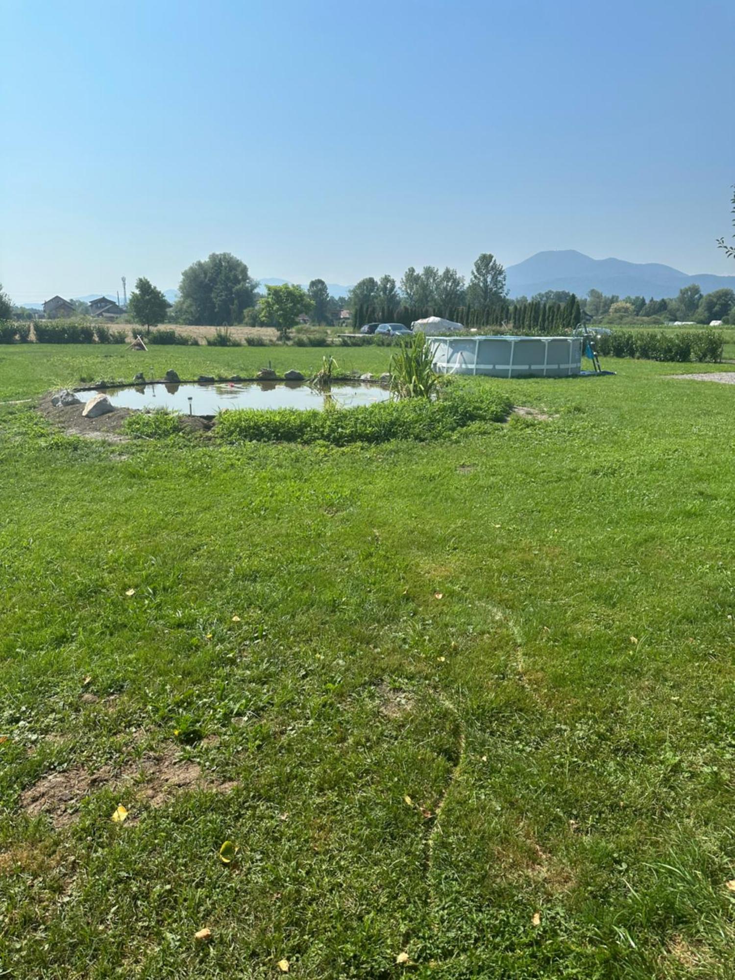 Mocvirski Tulipan * Ljubljana